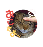 みー太くんの日常③（個別スタンプ：16）