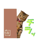 みー太くんの日常③（個別スタンプ：19）
