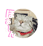 みー太くんの日常③（個別スタンプ：20）