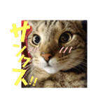 みー太くんの日常③（個別スタンプ：21）
