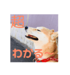 朔ちゃんすたんぷ+α（個別スタンプ：8）