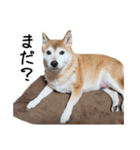バンですけど。（個別スタンプ：16）
