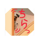 ヨーキプー とらみ（個別スタンプ：10）
