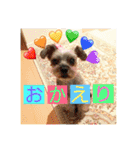ヨーキプー とらみ（個別スタンプ：11）