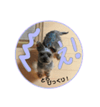 ヨーキプー とらみ（個別スタンプ：16）