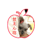 ヨーキプー とらみ（個別スタンプ：20）