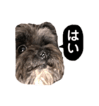 こたろです（個別スタンプ：3）