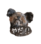 こたろです（個別スタンプ：4）