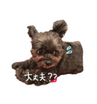 こたろです（個別スタンプ：6）