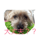 それ行け、スキッパー（達）（個別スタンプ：4）