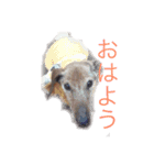 それ行け、スキッパー（達）（個別スタンプ：6）
