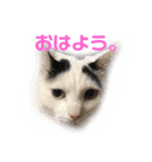 モノクロねこ。（個別スタンプ：1）