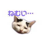 モノクロねこ。（個別スタンプ：2）