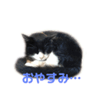 モノクロねこ。（個別スタンプ：3）