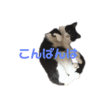 モノクロねこ。（個別スタンプ：5）