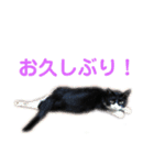 モノクロねこ。（個別スタンプ：6）