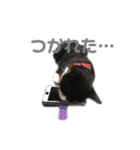 モノクロねこ。（個別スタンプ：8）