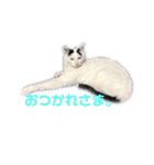 モノクロねこ。（個別スタンプ：9）