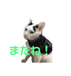 モノクロねこ。（個別スタンプ：10）
