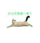 モノクロねこ。（個別スタンプ：11）