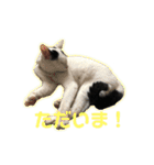 モノクロねこ。（個別スタンプ：12）