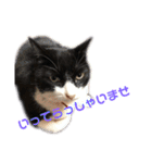 モノクロねこ。（個別スタンプ：13）