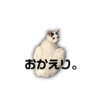 モノクロねこ。（個別スタンプ：14）