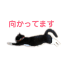 モノクロねこ。（個別スタンプ：15）