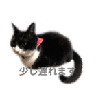 モノクロねこ。（個別スタンプ：16）