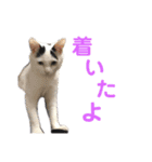 モノクロねこ。（個別スタンプ：17）