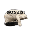 モノクロねこ。（個別スタンプ：18）