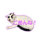 モノクロねこ。（個別スタンプ：19）