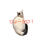 モノクロねこ。（個別スタンプ：20）
