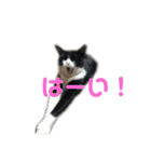 モノクロねこ。（個別スタンプ：21）