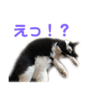 モノクロねこ。（個別スタンプ：22）