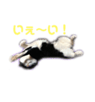 モノクロねこ。（個別スタンプ：28）