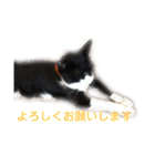 モノクロねこ。（個別スタンプ：30）