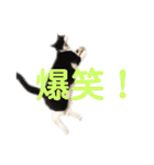 モノクロねこ。（個別スタンプ：31）