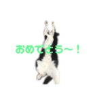 モノクロねこ。（個別スタンプ：34）