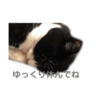 モノクロねこ。（個別スタンプ：36）