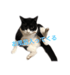 モノクロねこ。（個別スタンプ：40）