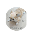 チワワのLilyとうさぎのmimi3（個別スタンプ：1）