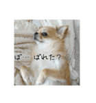チワワのLilyとうさぎのmimi3（個別スタンプ：3）