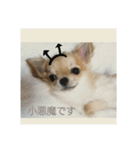 チワワのLilyとうさぎのmimi3（個別スタンプ：4）