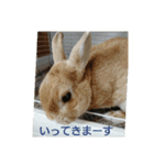 チワワのLilyとうさぎのmimi3（個別スタンプ：5）