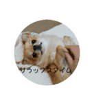 チワワのLilyとうさぎのmimi3（個別スタンプ：8）
