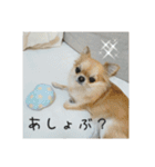 チワワのLilyとうさぎのmimi3（個別スタンプ：10）
