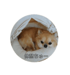 チワワのLilyとうさぎのmimi3（個別スタンプ：11）