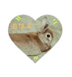 チワワのLilyとうさぎのmimi3（個別スタンプ：12）
