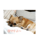 チワワのLilyとうさぎのmimi3（個別スタンプ：13）